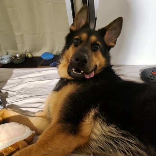 Bella
