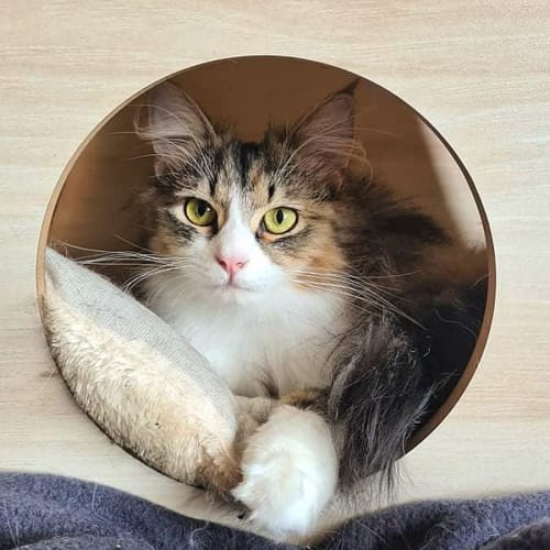 Floofy Pants (Located in Werribee South)