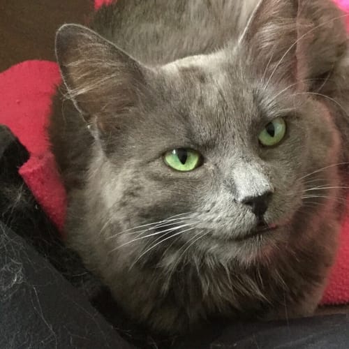 Gandalf