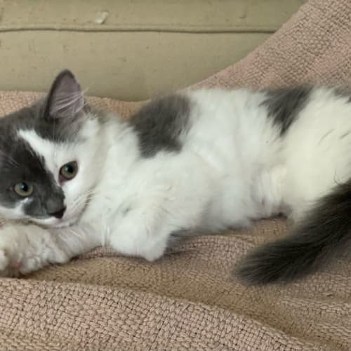 Lulu