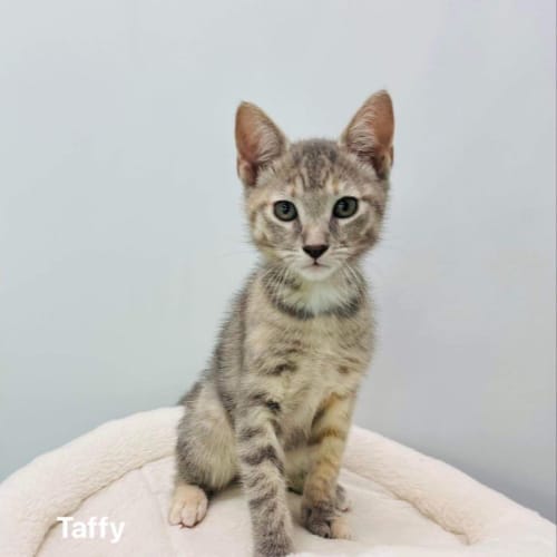Taffy