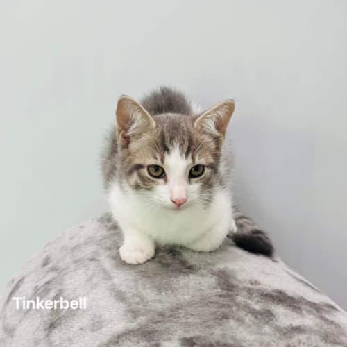 Tinkerbell