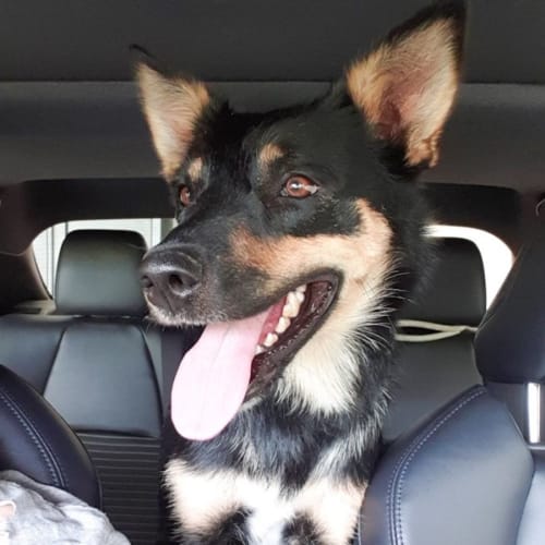 Koda
