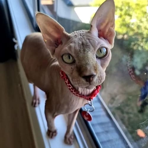 Roo