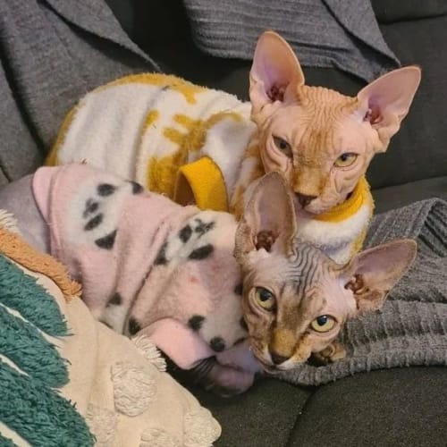 Winnie Dot
