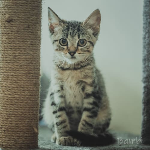 Bambi