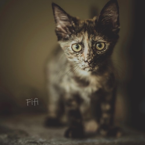 Fifi