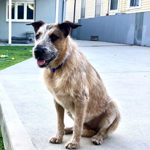 Billy ~ 19mo Wolfhound X Cattle Dog(On Trial 22/1)