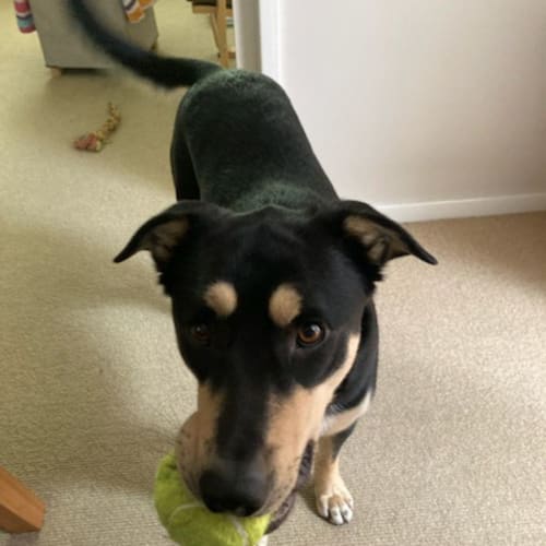 Simba ~ 1yr Old Kelpie X