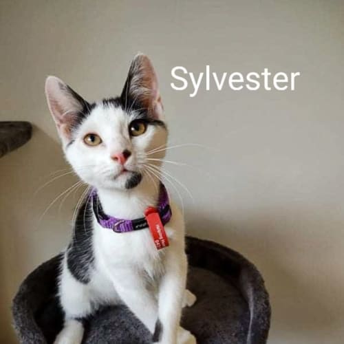 Sylvester