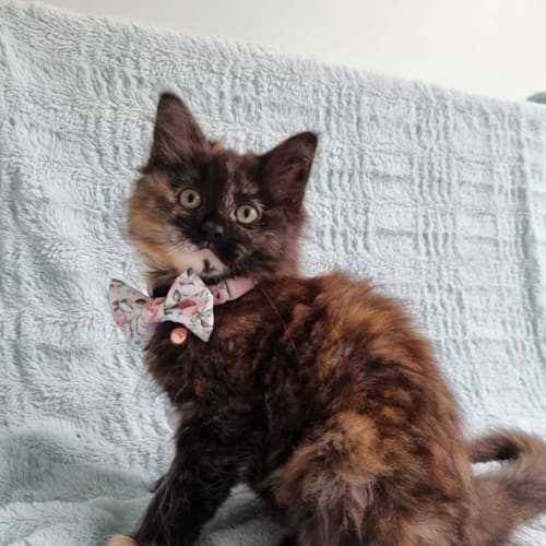 Celeste & Alula