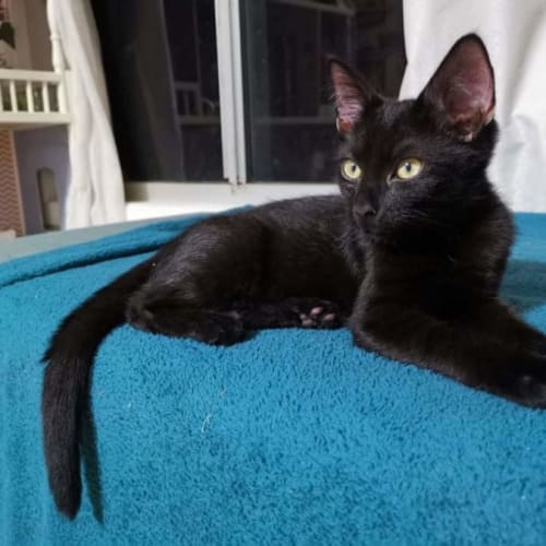 Bagheera