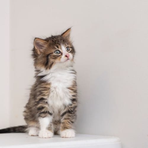 Hege**2nd Chance Cat Rescue**