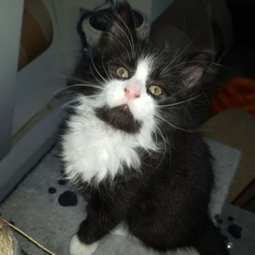Johnny**2nd Chance Cat Rescue**