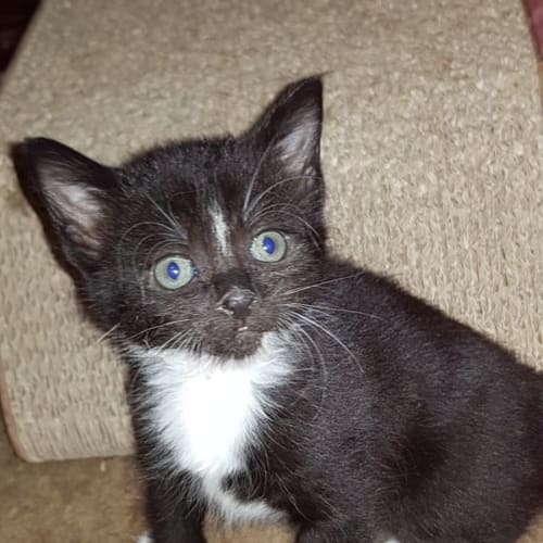 Jaxon**2nd Chance Cat Rescue**