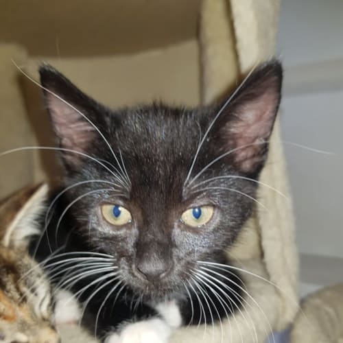 Jimmy**2nd Chance Cat Rescue**