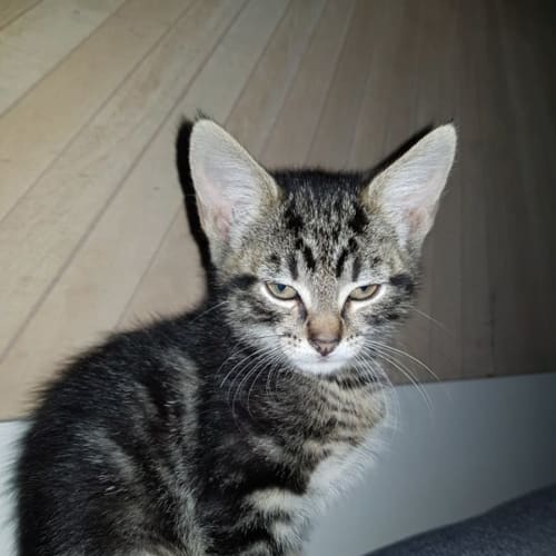 Juan**2nd Chance Cat Rescue**