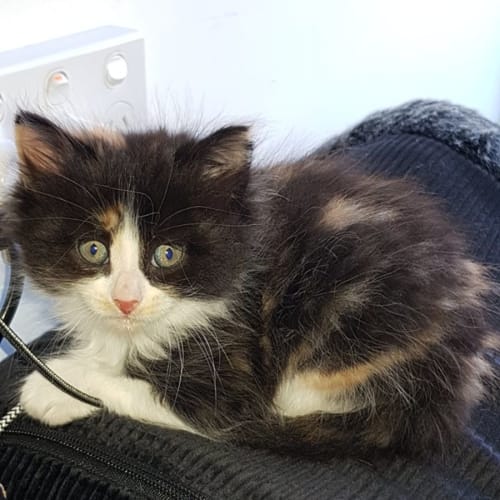 Yazmin**2nd Chance Cat Rescue**