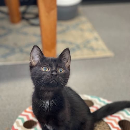 Felix