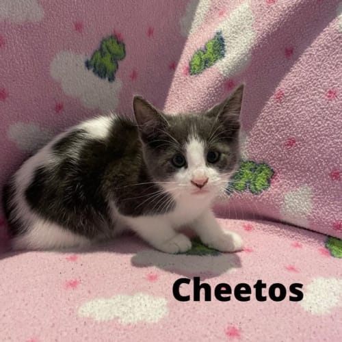Cheetos 