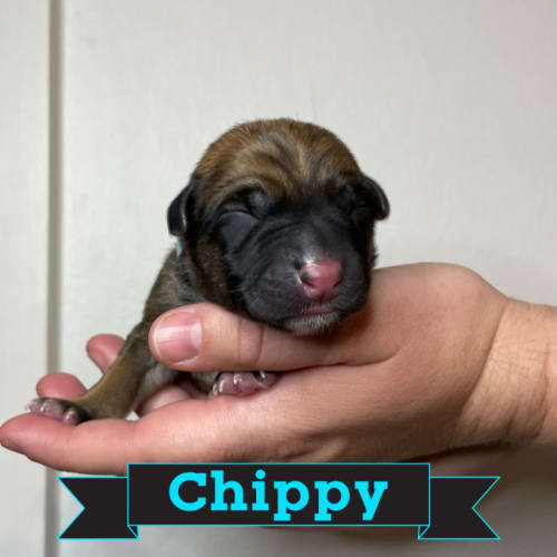 Chippy