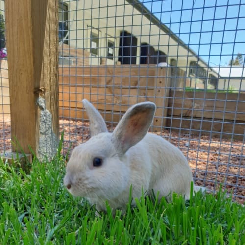 Peter Rabbit