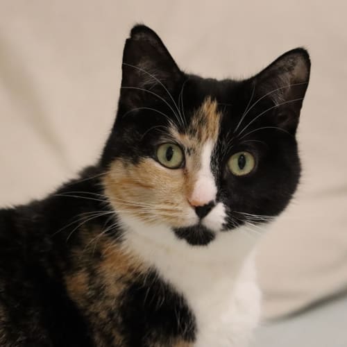 Cayenne