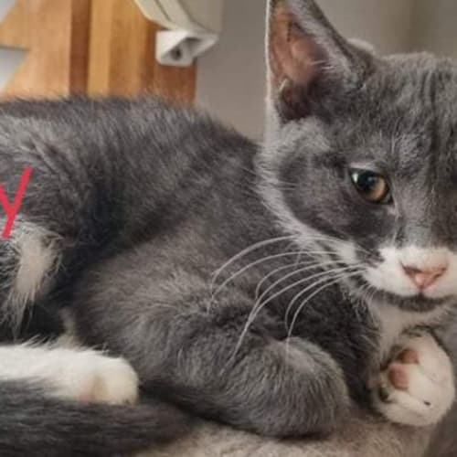 Misty, Ziggy and Oreo