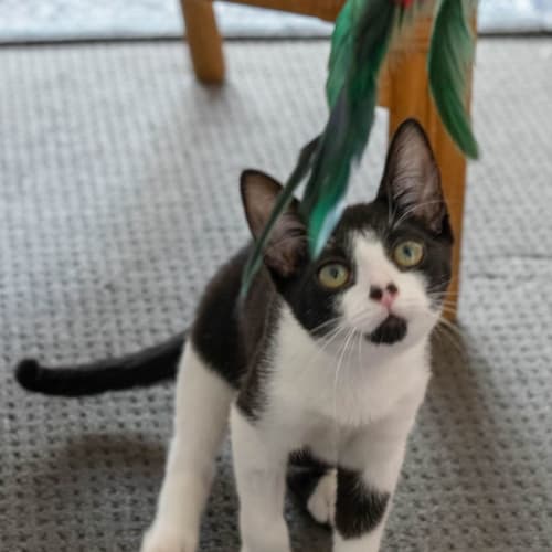 lulu