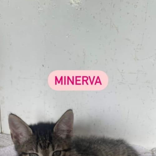 Minerva