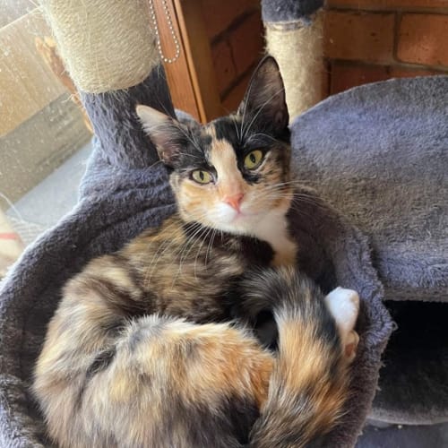 Belle 