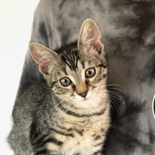 Foxy **2nd Chance Cat Rescue**