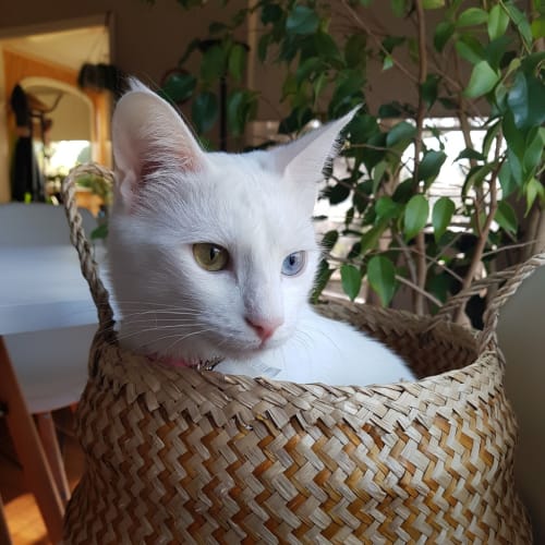 Artemis (archie)