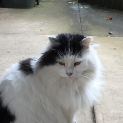 Pusska