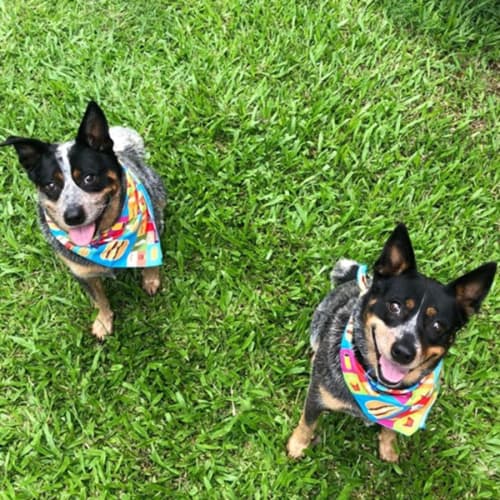 Floki & Daisy