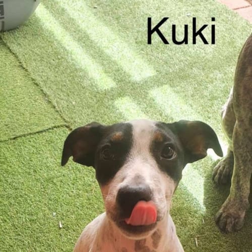Kuki