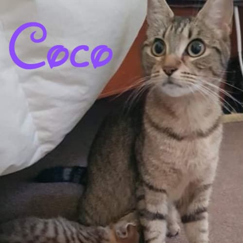 Coco 