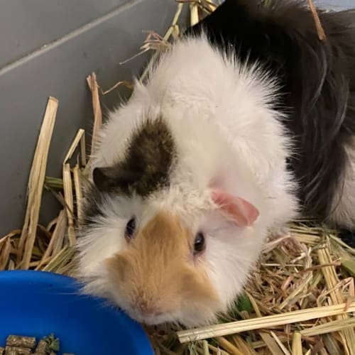 rspca