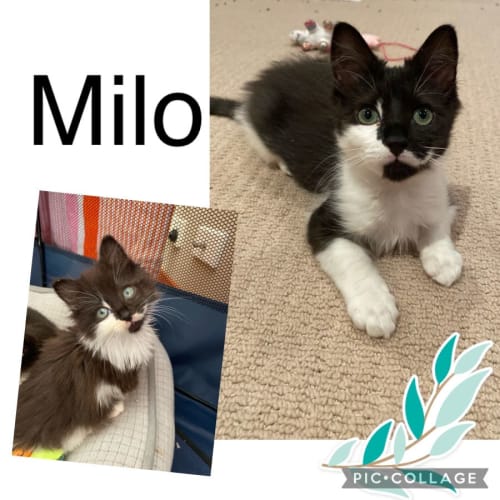 Milo