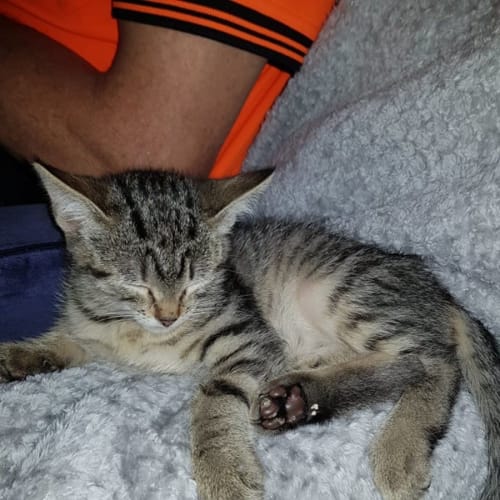 Jake ** 2nd Chance Cat Rescue**