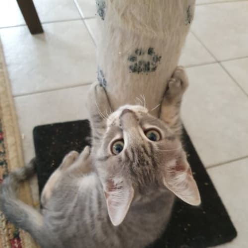 Leo