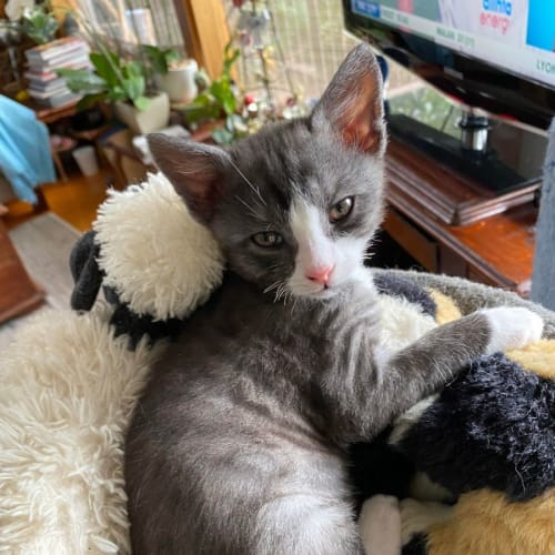 Stanley