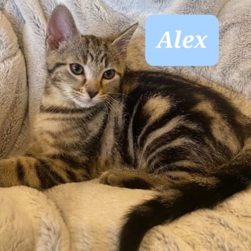 Alex