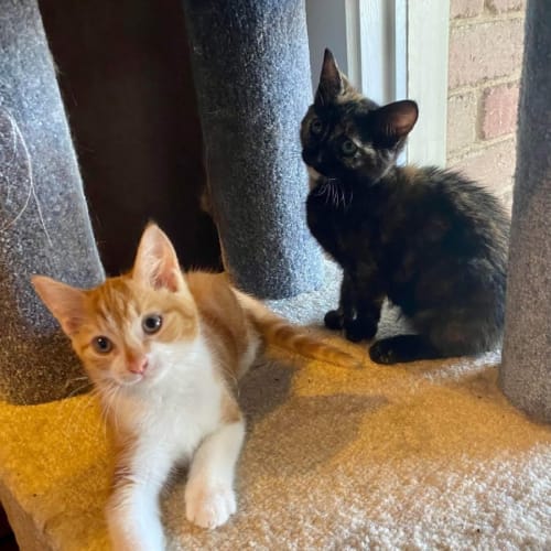 Fergus**2nd Chance Cat Rescue**
