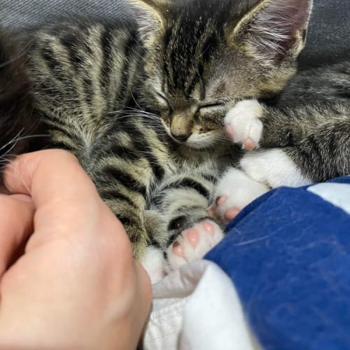 Stripy Bear*2nd Chance Cat Rescue**