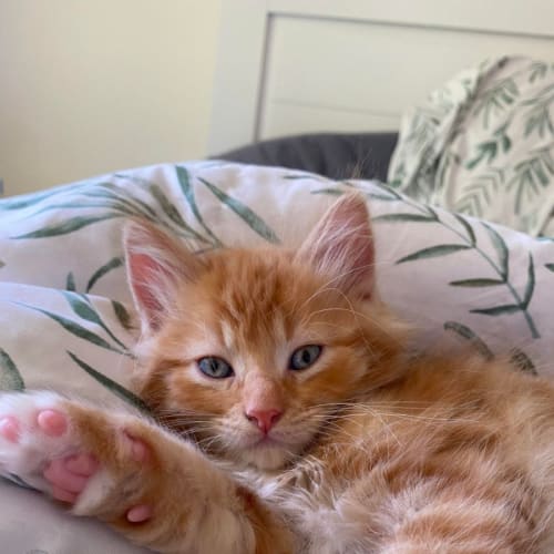 Josh**2nd Chance Cat Rescue**