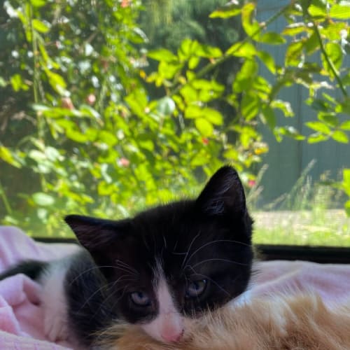 Miles**2nd Chance Cat Rescue**