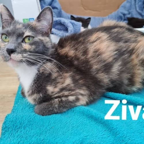 Ziva