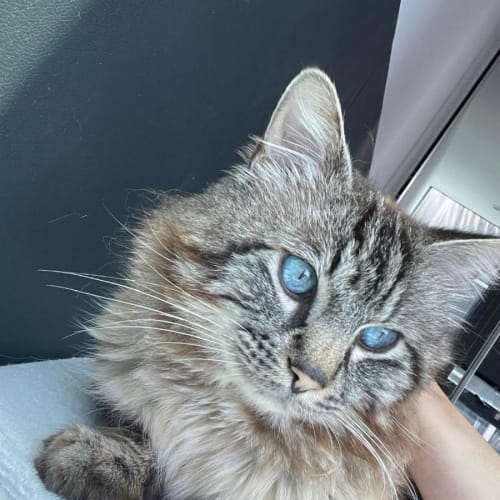 Lord Fluffington