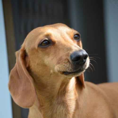 Lula ~ 3yr Old Dachshund